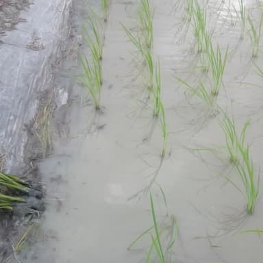 田んぼの周辺に植えた予備苗（コシヒカリ）を苗捕植