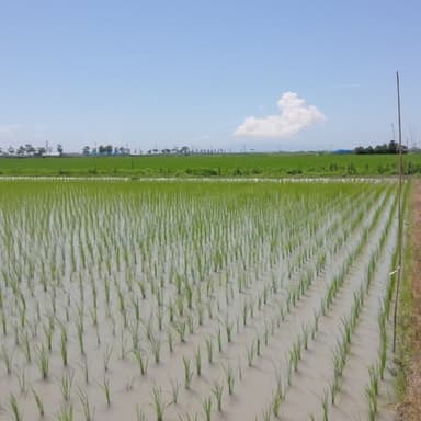 夜間自然米（無肥料・無農薬）水田に野鳥が稲を踏みつぶし