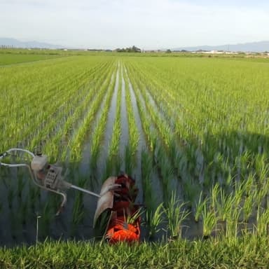 5回目の除草機作業は嬉しい稲の成長