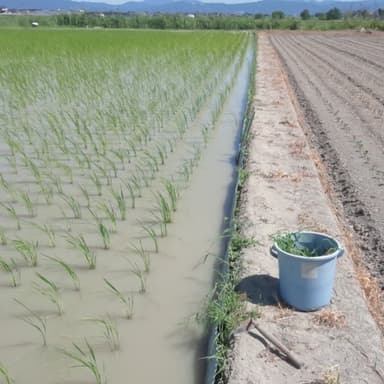アゼは人力により鎌で草取り