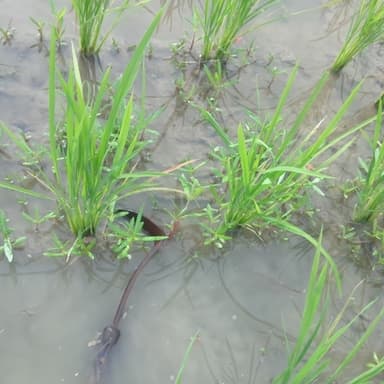 無農薬水田に雑草が生えて鎌で草取り