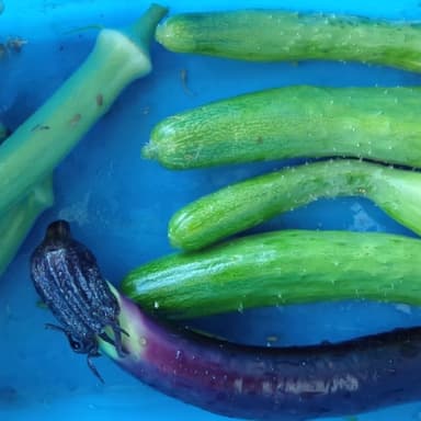 我が家の家庭菜園無肥料・無農薬栽培