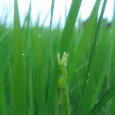 無肥料・無農薬DNA.稲は雨が降り注ぐ中で咲いてる