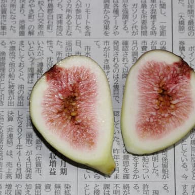 我が家の家庭菜園　無農薬栽培イチジク