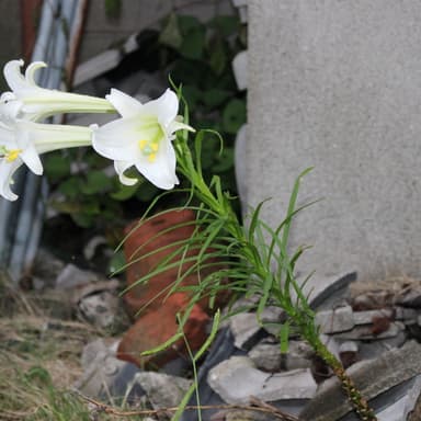 自然に自生するユリの花