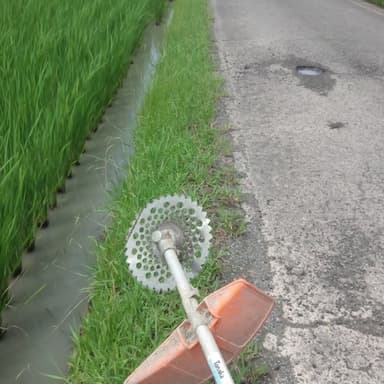出穂期からの草刈りは地上5cm