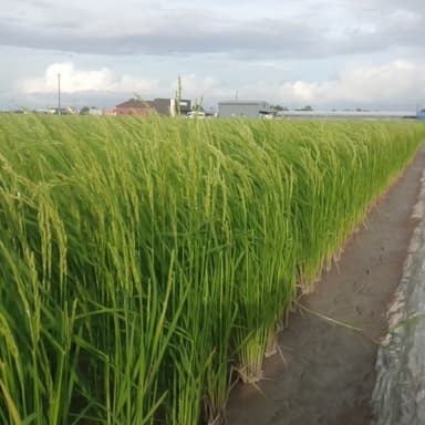 出来の良くない田んぼほど気になる