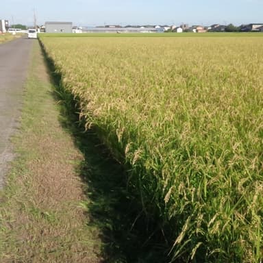 田んぼの周りも除草剤は使用しない