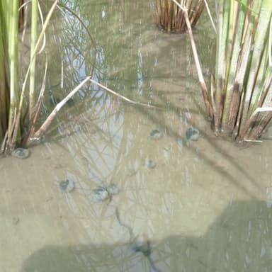 水を入れた途端にジャンボタニシが土から出て