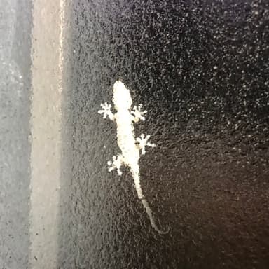 ヤモリさんのお陰で家の中に虫が少なくて感謝