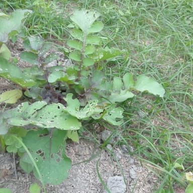 無肥料・無農薬栽培　大根の成長　家庭菜園