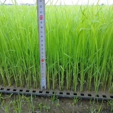 自然農法を教えて下さった先生に感謝申し上げます