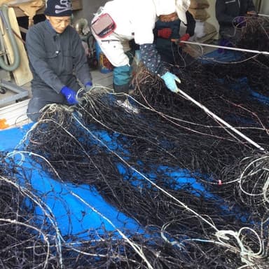 めちゃくちゃ美味しい海苔が収穫できる予感