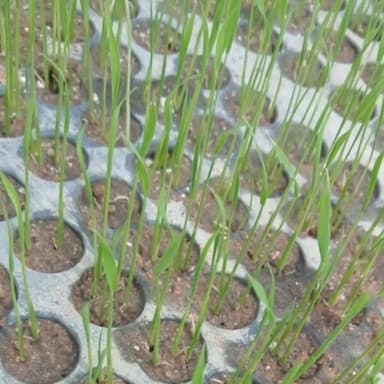 ⑦農薬は安全だろうか？「米の種子消毒」