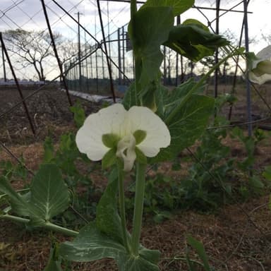 我が家の家庭菜園無肥料・無農薬栽培　グリーンピース