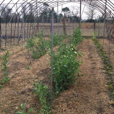 我が家の家庭菜園無肥料・無農薬栽培　グリーンピース