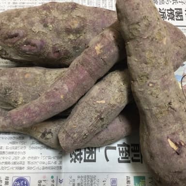 腸の活動が勢いを増す無肥料・無農薬サツマイモ
