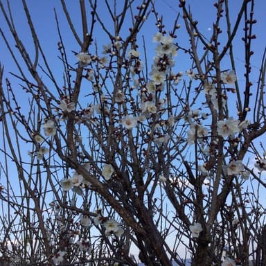 無肥料・無農薬の梅花
