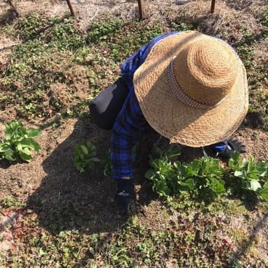 無農薬菜園でそら豆の草取りをYouTube動画を聞きながら