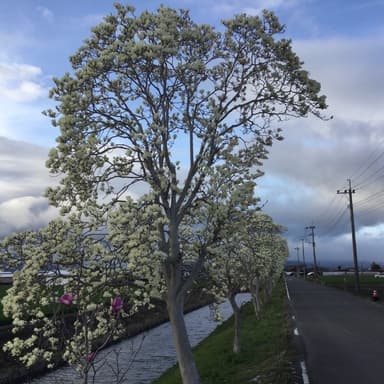 心に花をモクレンの並木道