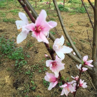 無肥料・無農薬栽培　植え付けて3年目に桃の花