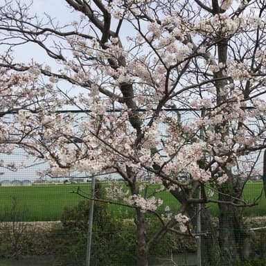田舎の桜