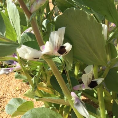 我が家の家庭菜園　無肥料・無農薬栽培　そら豆