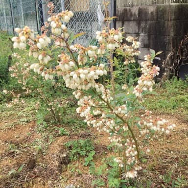 家庭菜園　無肥料・無農薬栽培ブルーベリー