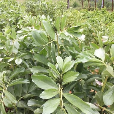 我が家の家庭菜園無肥料・無農薬栽培そら豆