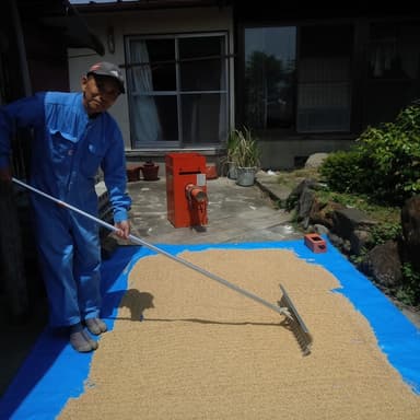 DNAコシヒカリ種モミを天日干し脱毛機