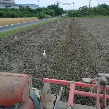 トラクター耕運作業にカラス・アオサギ・白鷺などの野鳥