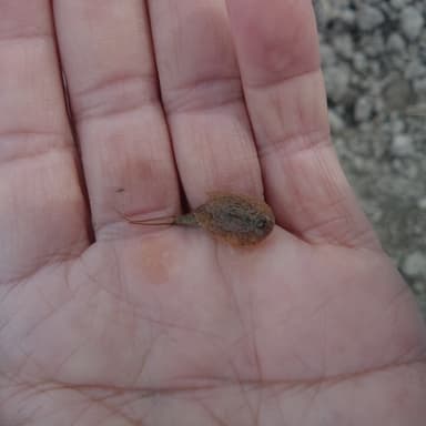 苗床にカブトエビ