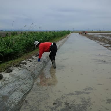 ポリシートを川端アゼに水止め・草止め