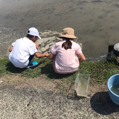自然栽培水田にカブトエビが一斉に羽化し泳いで