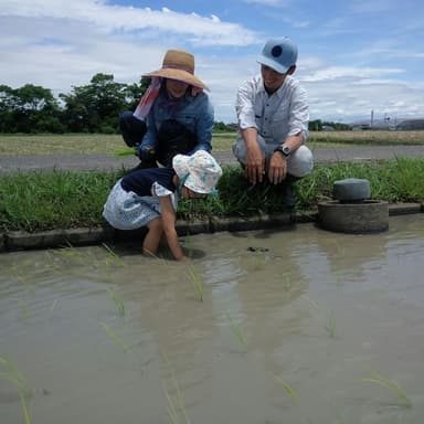 3歳のお嬢さんが田植えを体験