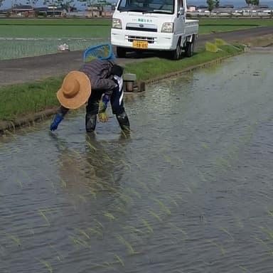 苗捕植40年DNAコシヒカリ