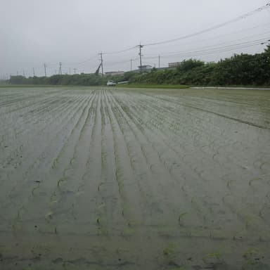 台風が恵みの雨を齎す