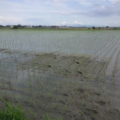 今年はジャンボタニシが増えた為に水を浅めに