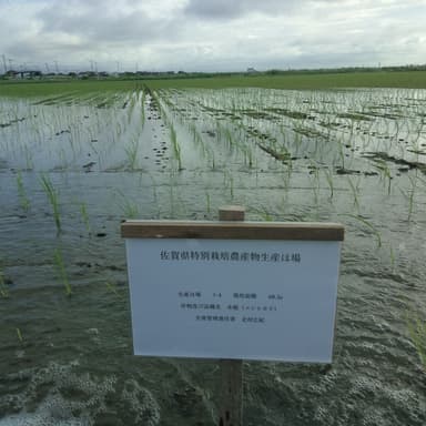 佐賀県特別栽培農産物の看板を設置