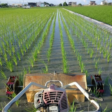 ほとんど草がありませんが油断は出来ません