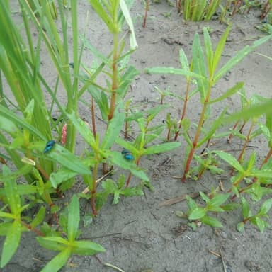 雑草を食べる虫