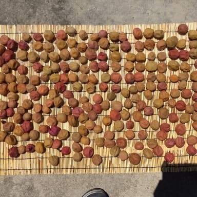 太陽の恵み天日干しで梅干しが旨くなる