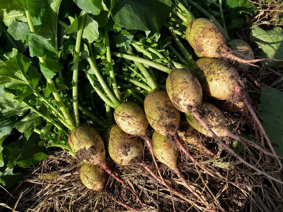 無農薬・無肥料　自然栽培の野菜セット（京都）