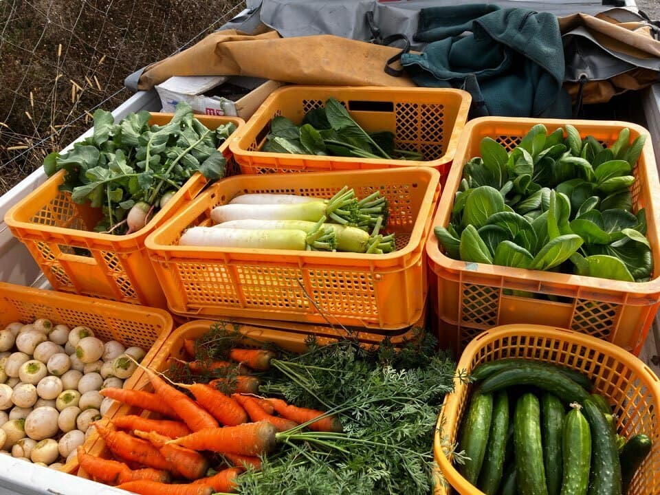 無農薬・無肥料　自然栽培の野菜セット（京都）