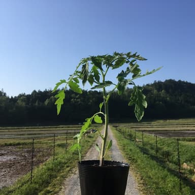 SLOW　FARMについて