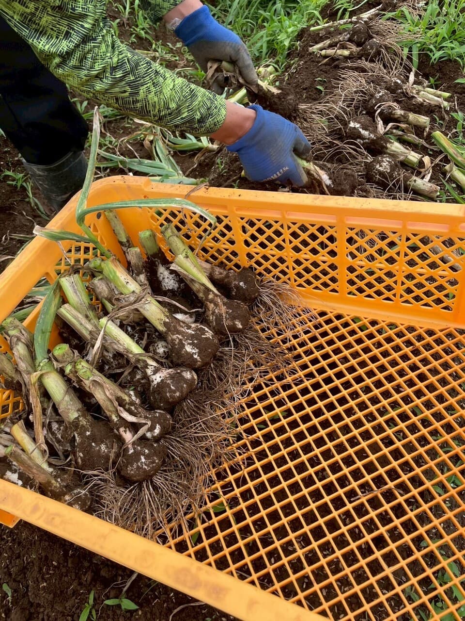 濃厚で甘い！大粒【福地ホワイト六片にんにく】農薬・化学肥料・除草剤・防虫剤等不使用（バラ）