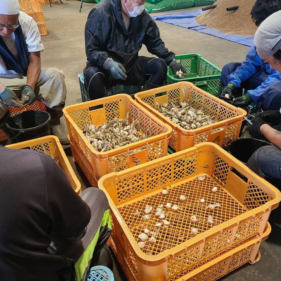 濃厚で甘い！大粒【福地ホワイト六片にんにく】農薬・化学肥料・除草剤・防虫剤等不使用（バラ）