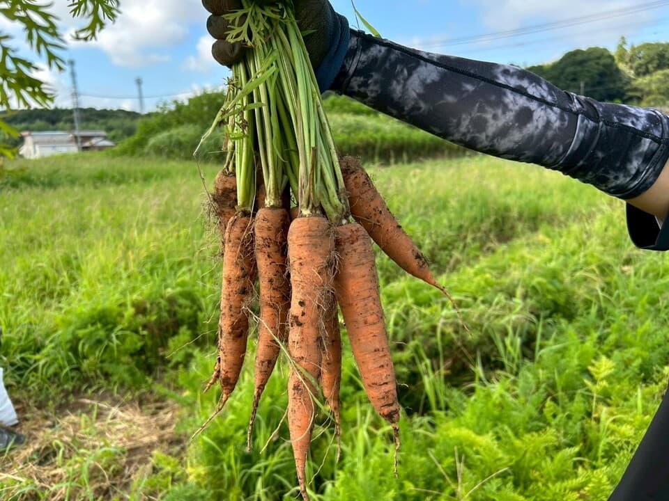 自然の甘みがぎゅっと詰まった【にんじん】農薬・化学肥料・除草剤・防虫剤不使用