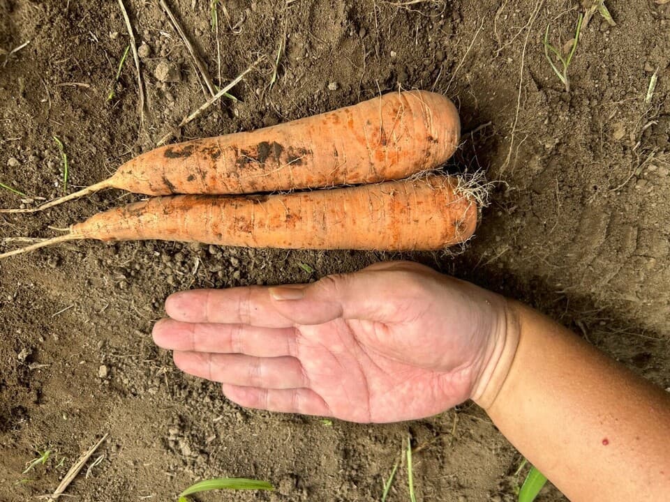 自然の甘みがぎゅっと詰まった【にんじん】農薬・化学肥料・除草剤・防虫剤不使用