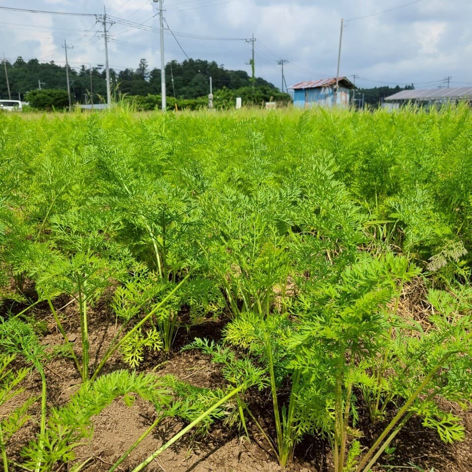自然の甘みがぎゅっと詰まった【にんじん】農薬・化学肥料・除草剤・防虫剤不使用